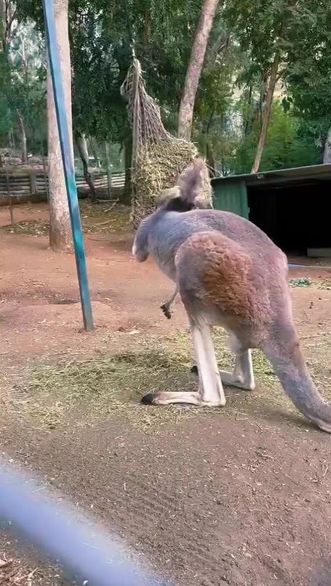 Kangaroo diaries only in Australia 🇦🇺