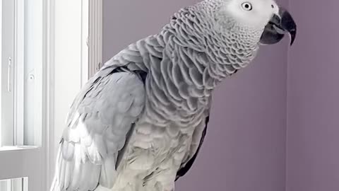 this parrot tries to sing — hilarious! 😂