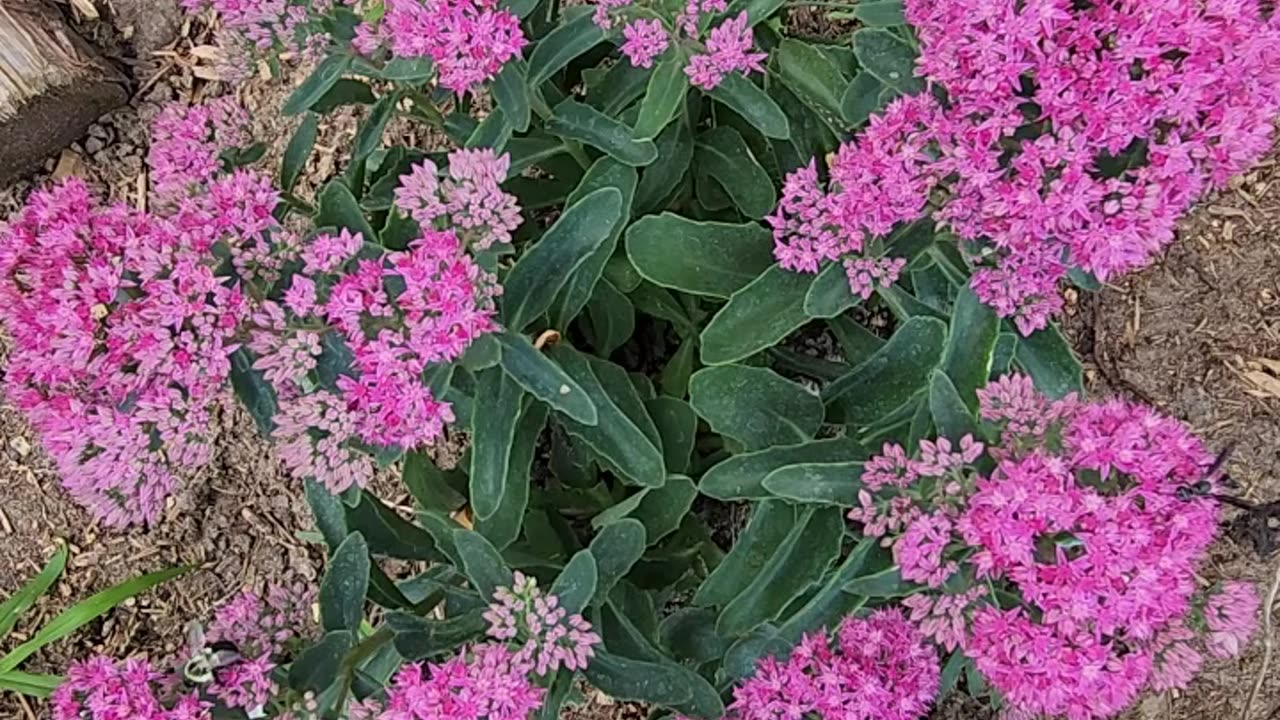 "Sedum are what is needed to have a bad ass Rose Garden."