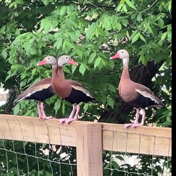Black Bellied Whistling Ducks