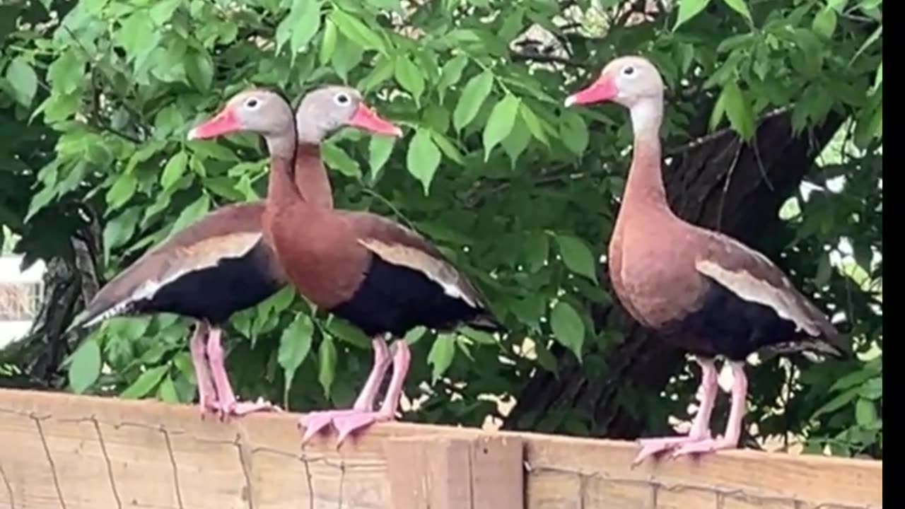 Black Bellied Whistling Ducks