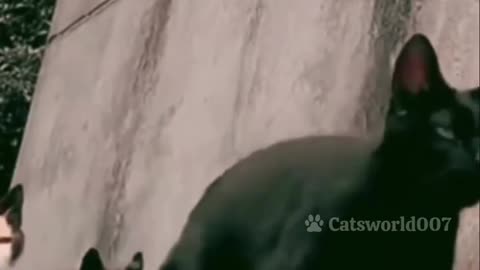 watch till the end