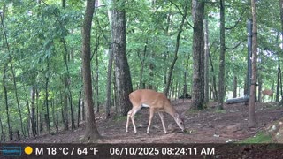 The Woods – 06/10/2025