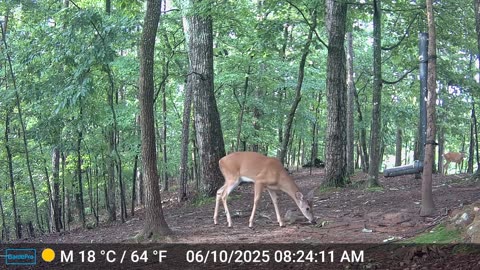 The Woods – 06/10/2025