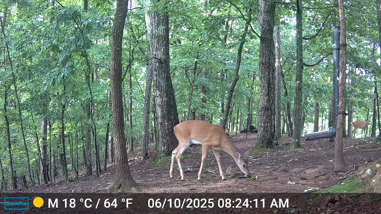 The Woods – 06/10/2025