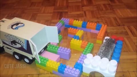 Baby animals videos