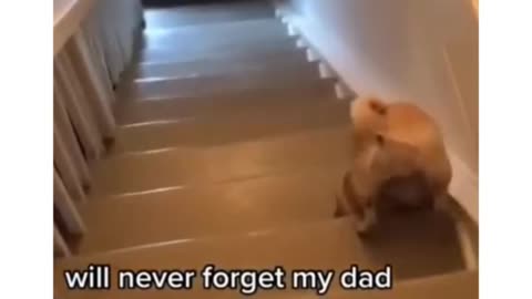 Funny dogs video