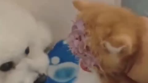 Cats being cats