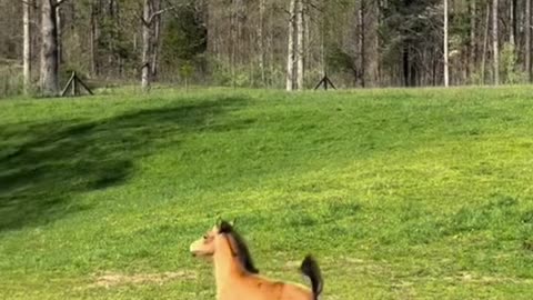 Love pets