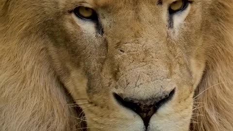 Funny animal videos try not to laugh
