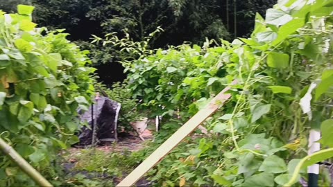 Tunnel of greenbeans!
