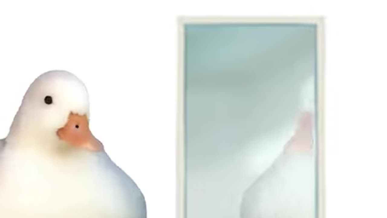 Duck Burnout