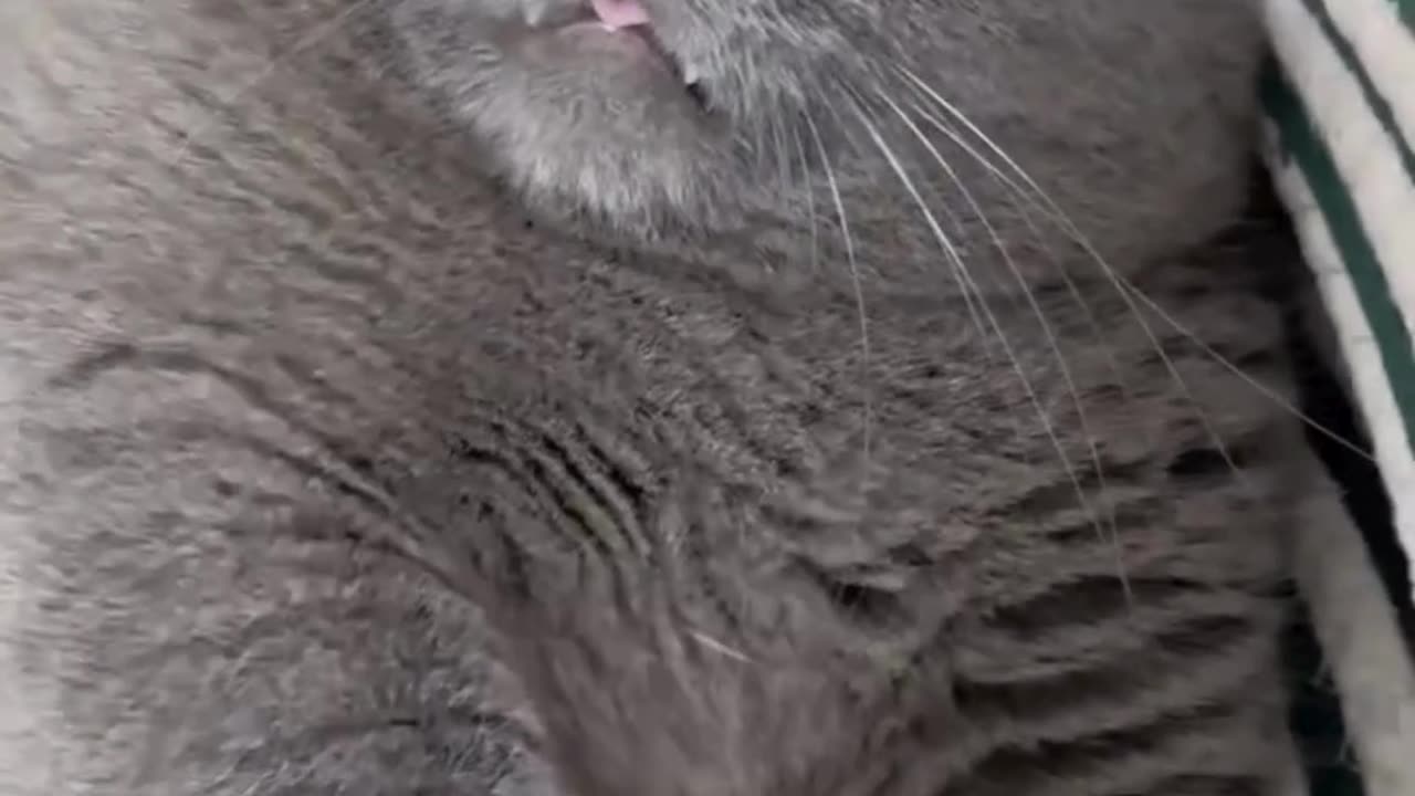 Funny🤣🤣👍Cats AnimalS henanigans"Kitty Cat CuteCats FunnyAnimals video