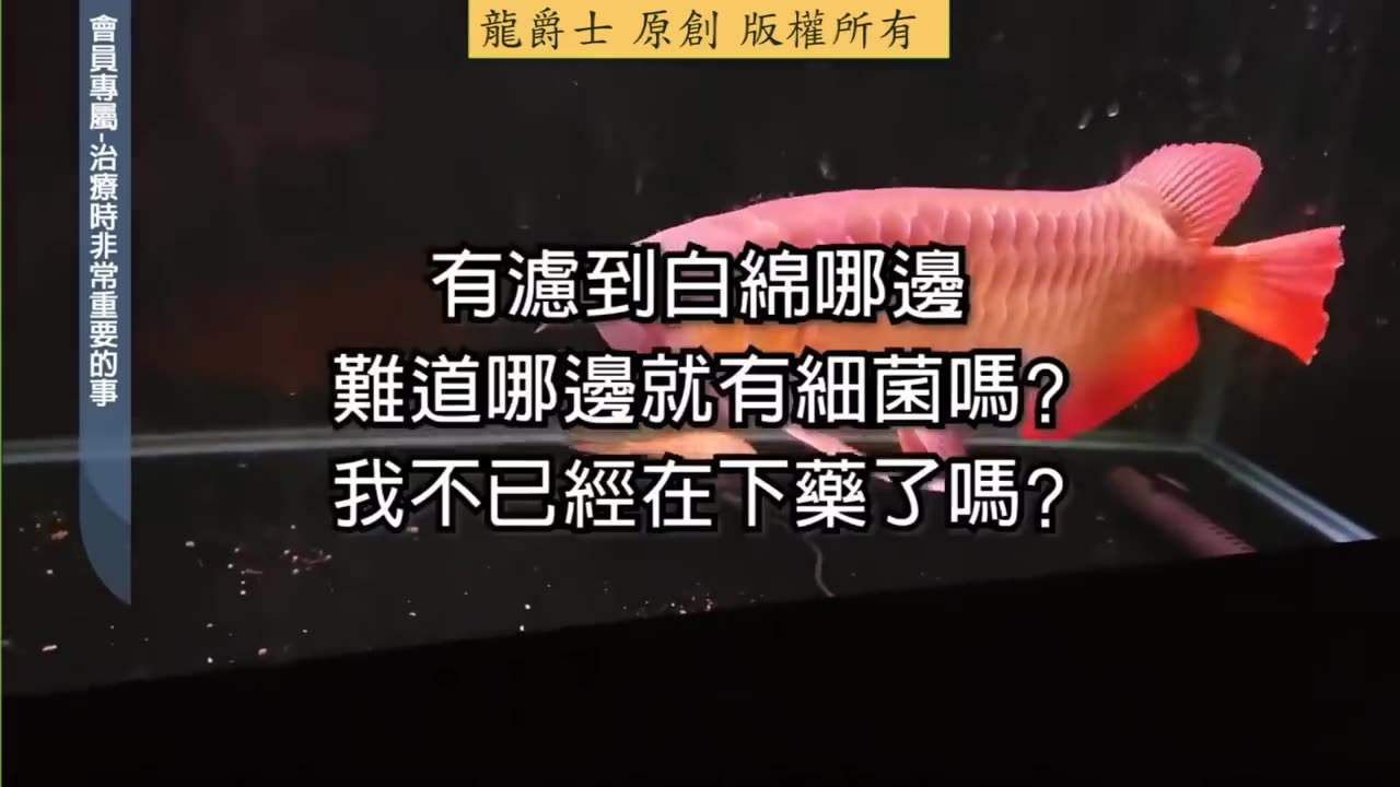 【龍爵士】會員專屬 下藥治療非常重要的事 專業級