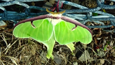 Luna Moth