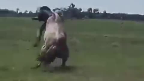 Guy does insane 360 on an uncontrolled horse