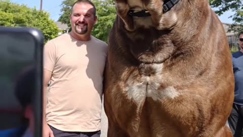 8 ft pit bull my dogs