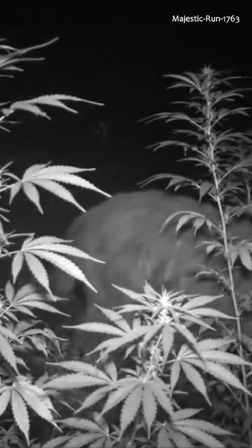 What is That？! 🤔 #Shorts