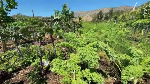 Farming For The Future with Mollie Engelhart | Created In The Image of God 132