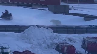 Oso polar persigue a un hombre en Noruega y logra escapar