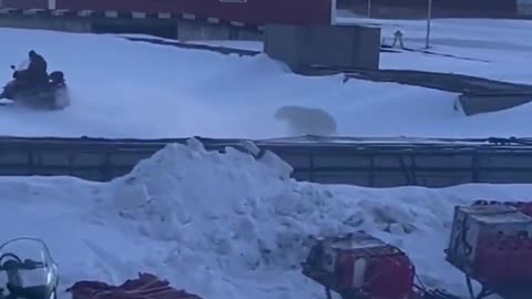 Oso polar persigue a un hombre en Noruega y logra escapar