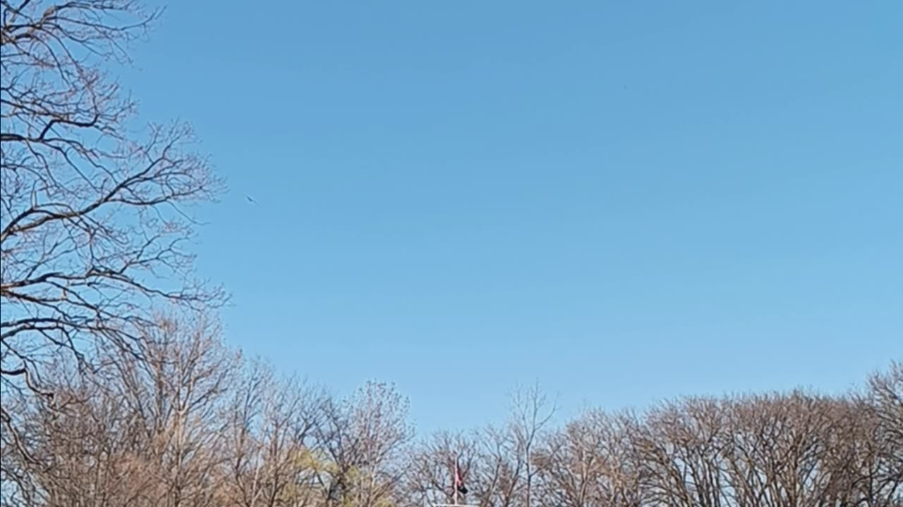 Osprey kissena