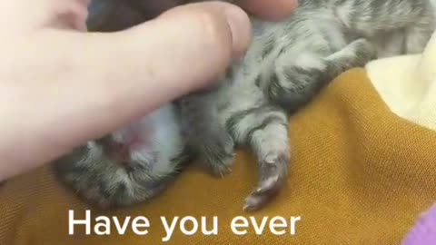 HAVE YOU EVER SEEN A KITTEN WITH 6 LEGS?