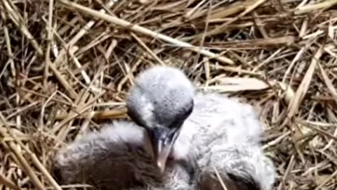 🐥🐥 A pair of white stork chicks (1 day old) 😘