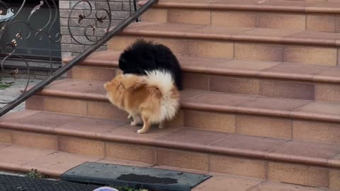 "These Two Dogs Playing on the Stairs Will Make Your Day