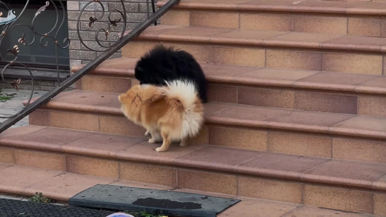 "These Two Dogs Playing on the Stairs Will Make Your Day