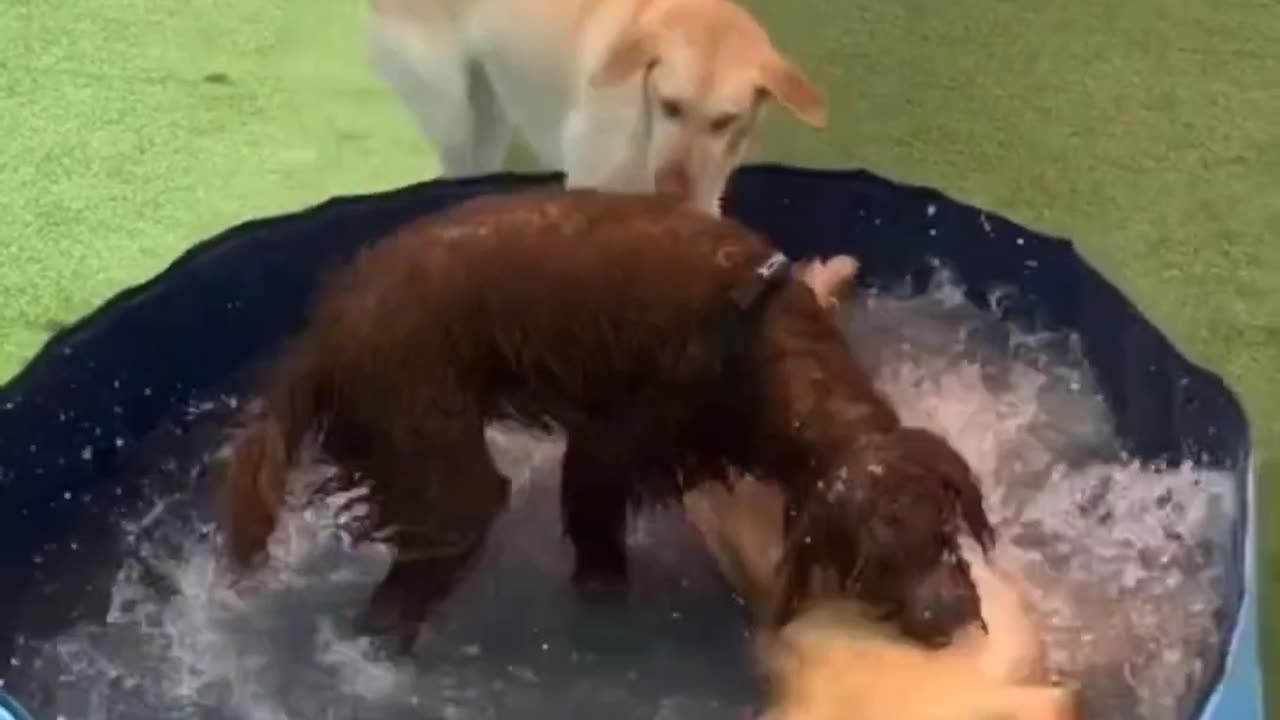 Pawsome Fun | Kittens Playing with Joy 🐾❤️