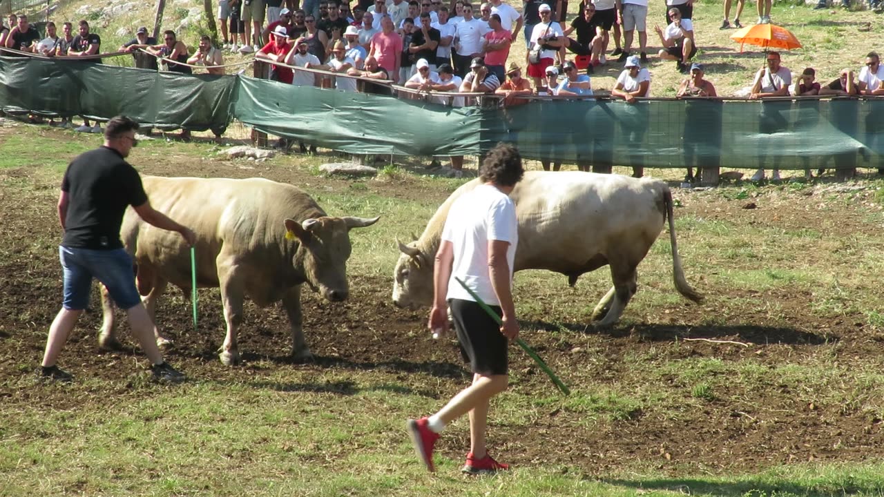 Bijeli od Zube vs Razbijač od Madunića Šestanovac 2025