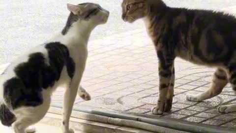 When Your Cat Turns Into a Nosy Neighbor 😂 | Funny Cat Moments