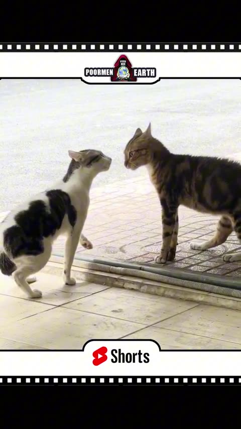 When Your Cat Turns Into a Nosy Neighbor 😂 | Funny Cat Moments