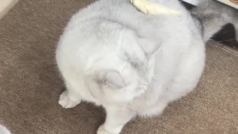 Cat： Am I seeing things, I saw a piece of meat fall down？