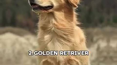 Top 10 Most Loyal Dog Breeds 🐶