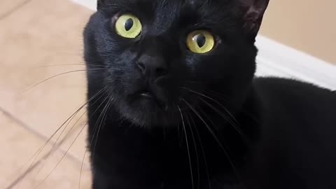 black Cute cat