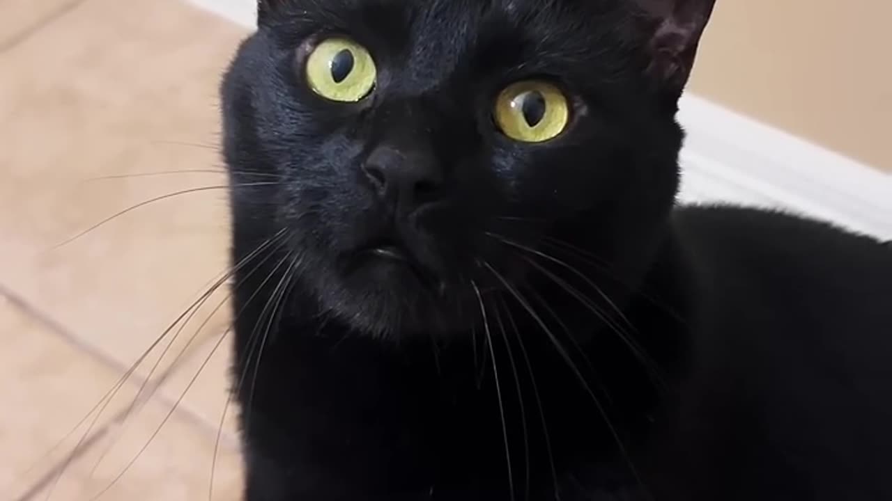 black Cute cat