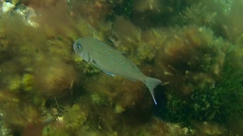 fishy close up 14 ns