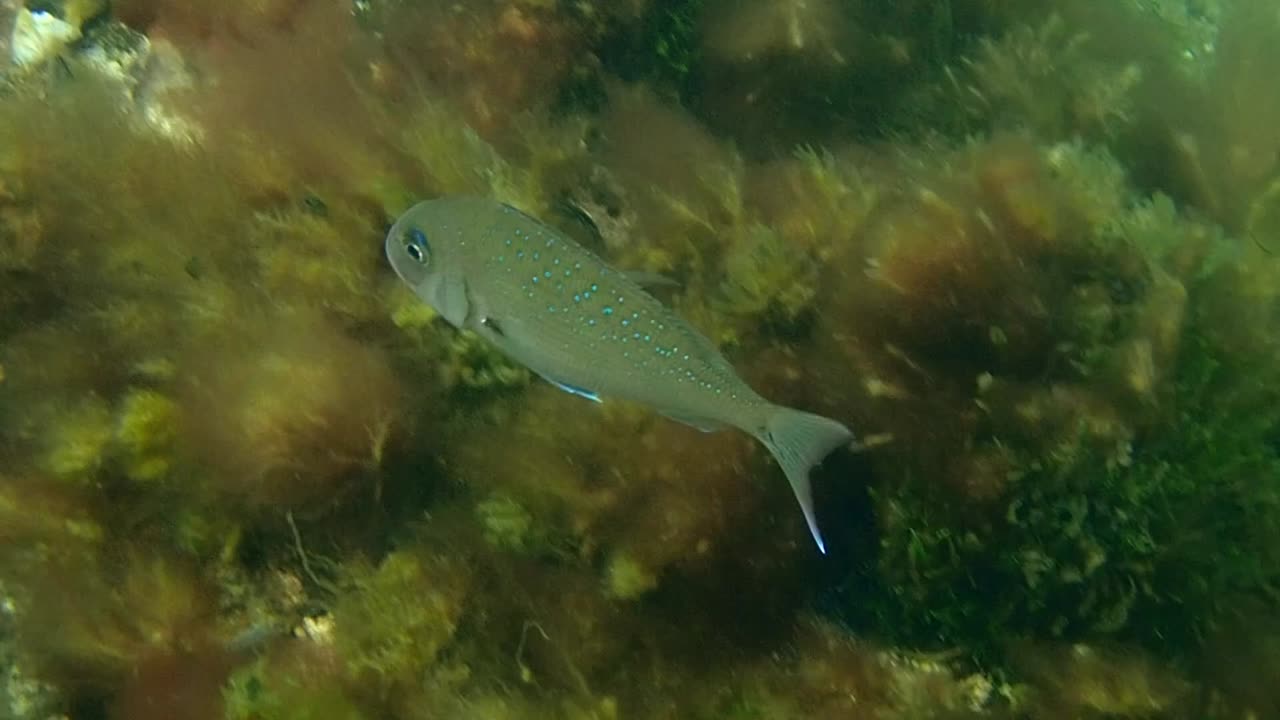 fishy close up 14 ns