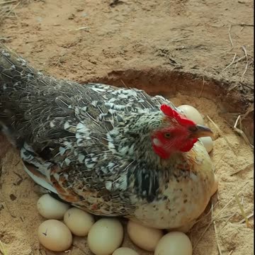 A Hen Try Hatching 20 Eggs in Soil Nest _ Chickens Hatching From Eggs #shortvideo