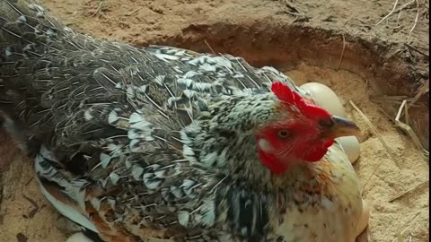 A Hen Try Hatching 20 Eggs in Soil Nest _ Chickens Hatching From Eggs #shortvideo