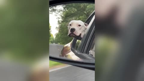 Dogs Being Too Funny – Try Not to Laugh Challenge 🤣⚡