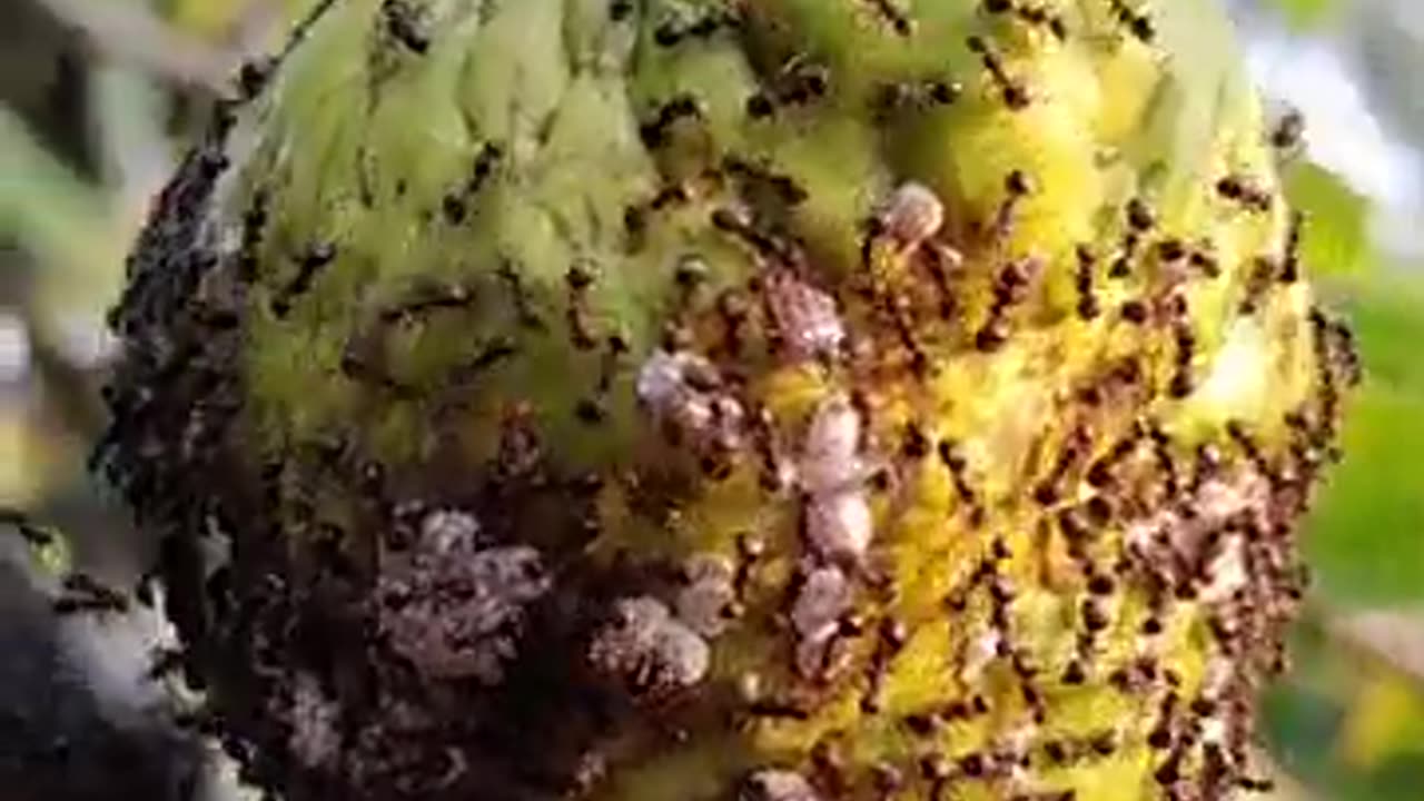 Ants attack plants