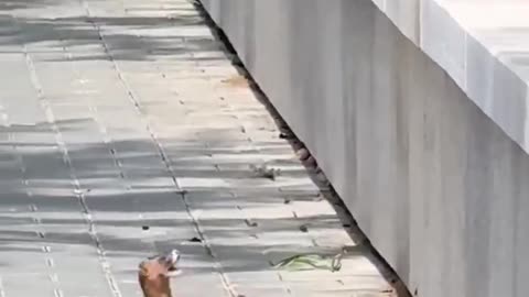WITH A LITTLE HELP FROM MY FRIEND
