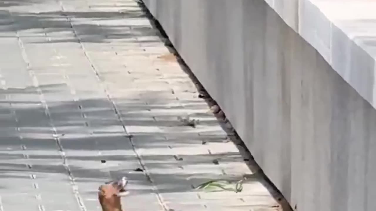 WITH A LITTLE HELP FROM MY FRIEND