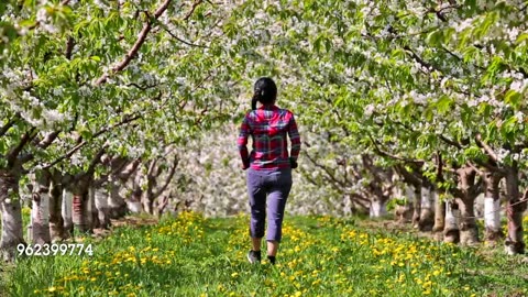 Walking in Cherry Orchard 3