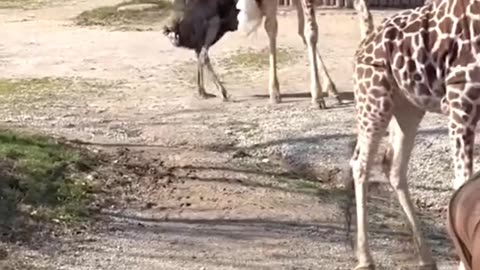 When Your Zoo Visit Turns Into a Total Fiasco! 🦁🦛🐘🤦‍♂️
