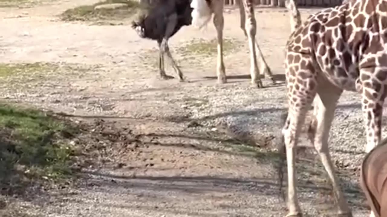 When Your Zoo Visit Turns Into a Total Fiasco! 🦁🦛🐘🤦‍♂️