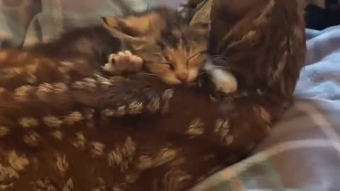 Deer and kitten clean each other. Best Friends. Animals are amazing